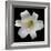 White Lily-Jim Christensen-Framed Photographic Print