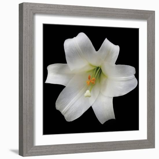 White Lily-Jim Christensen-Framed Photographic Print