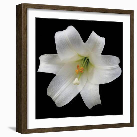 White Lily-Jim Christensen-Framed Photographic Print