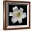 White Lily-Jim Christensen-Framed Photographic Print