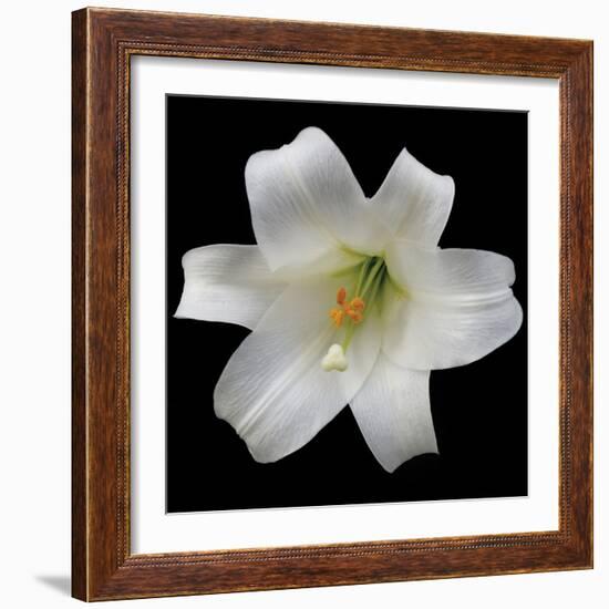 White Lily-Jim Christensen-Framed Photographic Print