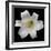 White Lily-Jim Christensen-Framed Photographic Print