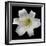 White Lily-Jim Christensen-Framed Photographic Print