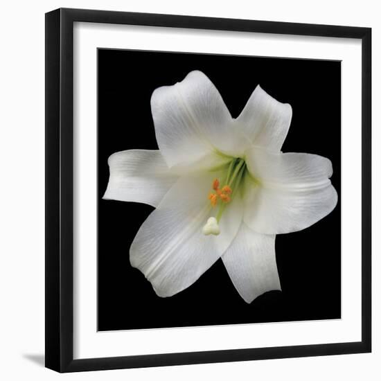 White Lily-Jim Christensen-Framed Photographic Print