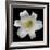 White Lily-Jim Christensen-Framed Photographic Print