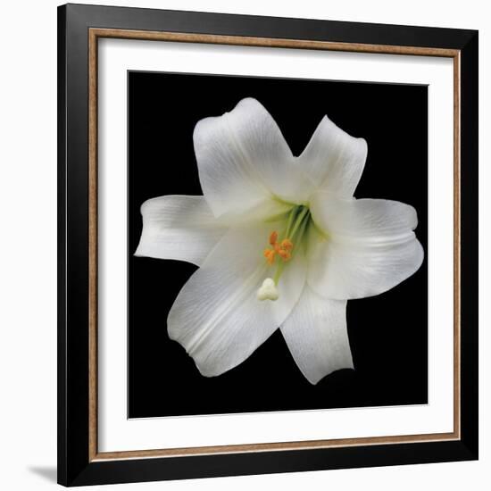 White Lily-Jim Christensen-Framed Photographic Print