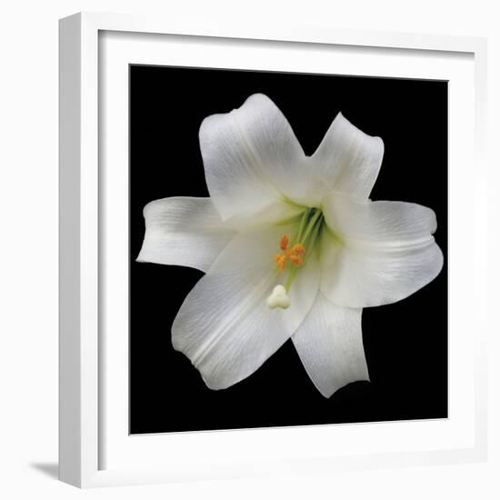 White Lily-Jim Christensen-Framed Photographic Print