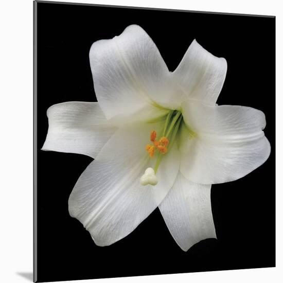 White Lily-Jim Christensen-Mounted Photographic Print