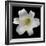 White Lily-Jim Christensen-Framed Photographic Print