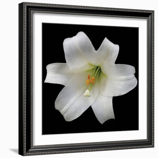 White Lily-Jim Christensen-Framed Photographic Print