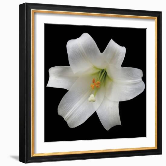 White Lily-Jim Christensen-Framed Photographic Print