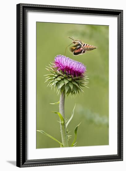 White-Lined Sphinx Moth (Hyles Lineata) Feeding on Thistle, Texas, USA-Larry Ditto-Framed Photographic Print