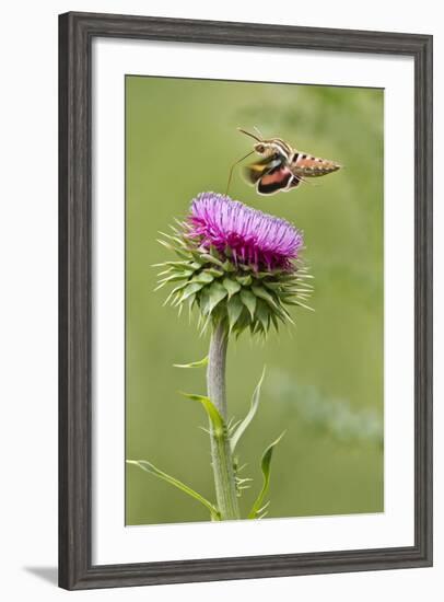 White-Lined Sphinx Moth (Hyles Lineata) Feeding on Thistle, Texas, USA-Larry Ditto-Framed Photographic Print