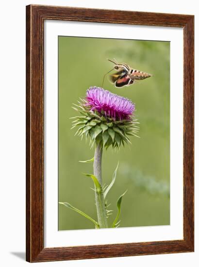 White-Lined Sphinx Moth (Hyles Lineata) Feeding on Thistle, Texas, USA-Larry Ditto-Framed Photographic Print