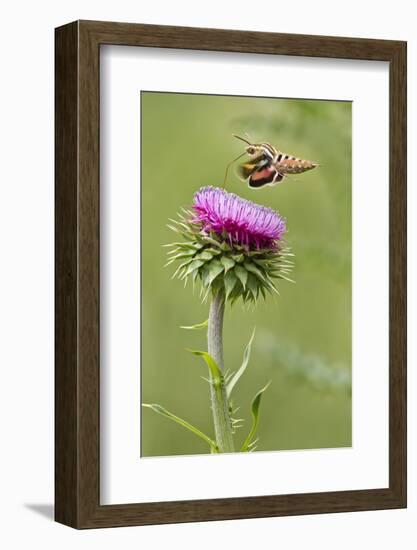 White-Lined Sphinx Moth (Hyles Lineata) Feeding on Thistle, Texas, USA-Larry Ditto-Framed Photographic Print