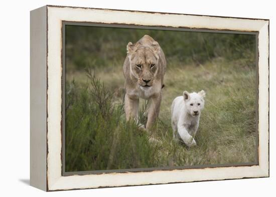 White Lion, Inkwenkwezi Game Reserve, Eastern Cape, South Africa-Pete Oxford-Framed Premier Image Canvas