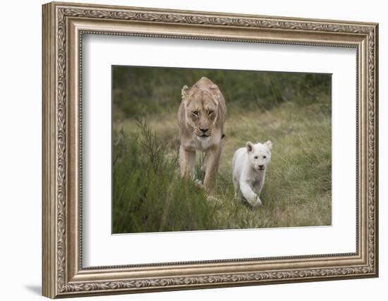 White Lion, Inkwenkwezi Game Reserve, Eastern Cape, South Africa-Pete Oxford-Framed Photographic Print