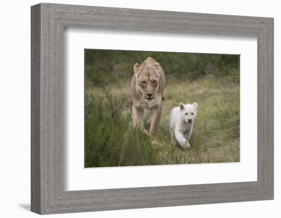 White Lion, Inkwenkwezi Game Reserve, Eastern Cape, South Africa-Pete Oxford-Framed Photographic Print