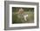 White Lion, Inkwenkwezi Game Reserve, Eastern Cape, South Africa-Pete Oxford-Framed Photographic Print