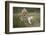 White Lion, Inkwenkwezi Game Reserve, Eastern Cape, South Africa-Pete Oxford-Framed Photographic Print