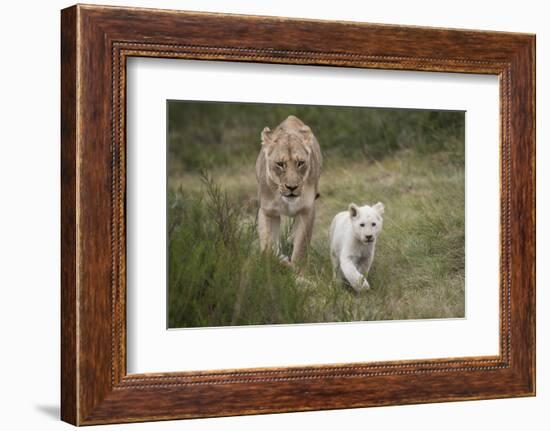 White Lion, Inkwenkwezi Game Reserve, Eastern Cape, South Africa-Pete Oxford-Framed Photographic Print