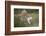 White Lion, Inkwenkwezi Game Reserve, Eastern Cape, South Africa-Pete Oxford-Framed Photographic Print