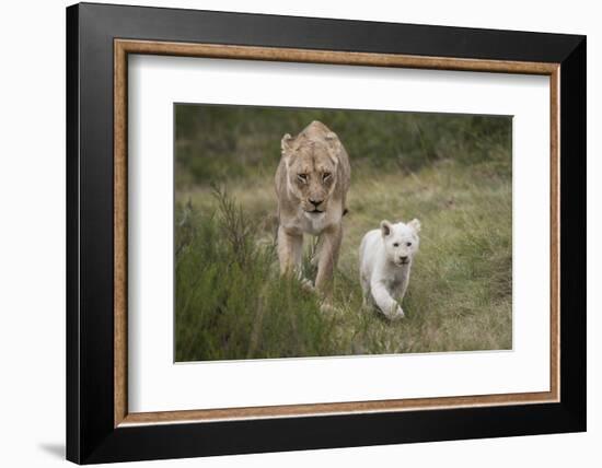 White Lion, Inkwenkwezi Game Reserve, Eastern Cape, South Africa-Pete Oxford-Framed Photographic Print