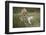 White Lion, Inkwenkwezi Game Reserve, Eastern Cape, South Africa-Pete Oxford-Framed Photographic Print