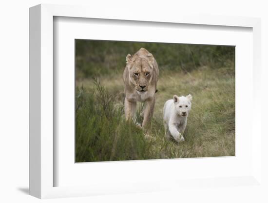 White Lion, Inkwenkwezi Game Reserve, Eastern Cape, South Africa-Pete Oxford-Framed Photographic Print