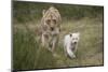 White Lion, Inkwenkwezi Game Reserve, Eastern Cape, South Africa-Pete Oxford-Mounted Photographic Print