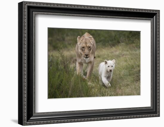 White Lion, Inkwenkwezi Game Reserve, Eastern Cape, South Africa-Pete Oxford-Framed Photographic Print