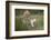 White Lion, Inkwenkwezi Game Reserve, Eastern Cape, South Africa-Pete Oxford-Framed Photographic Print