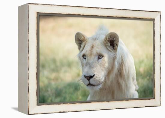 White Lion-mr anderson-Framed Premier Image Canvas