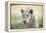 White Lion-mr anderson-Framed Premier Image Canvas