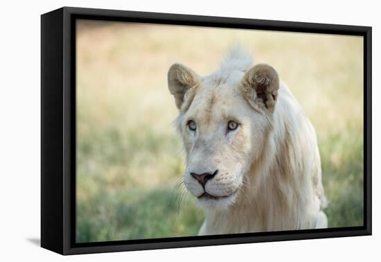 White Lion-mr anderson-Framed Premier Image Canvas