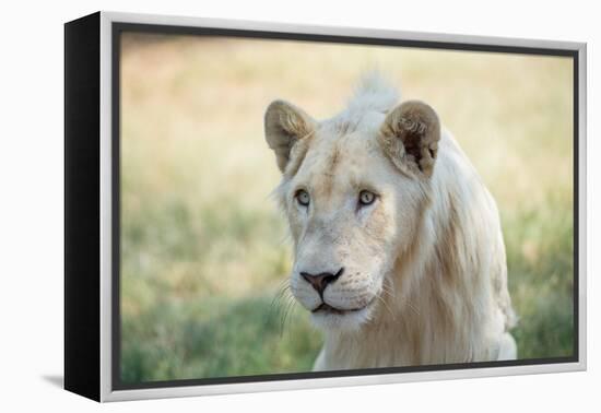 White Lion-mr anderson-Framed Premier Image Canvas