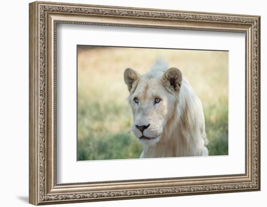 White Lion-mr anderson-Framed Photographic Print