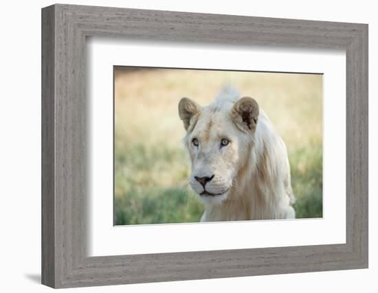 White Lion-mr anderson-Framed Photographic Print
