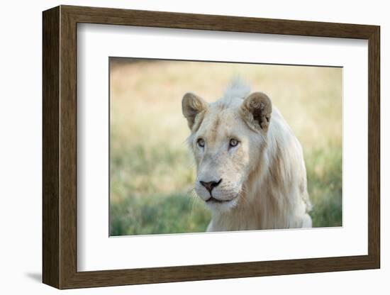 White Lion-mr anderson-Framed Photographic Print