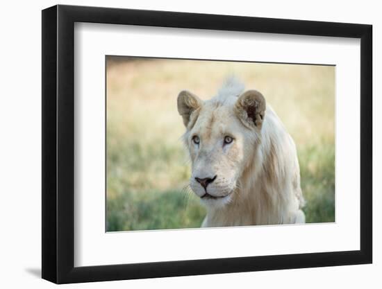 White Lion-mr anderson-Framed Photographic Print