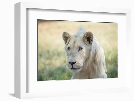 White Lion-mr anderson-Framed Photographic Print