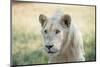 White Lion-mr anderson-Mounted Photographic Print