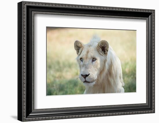 White Lion-mr anderson-Framed Photographic Print