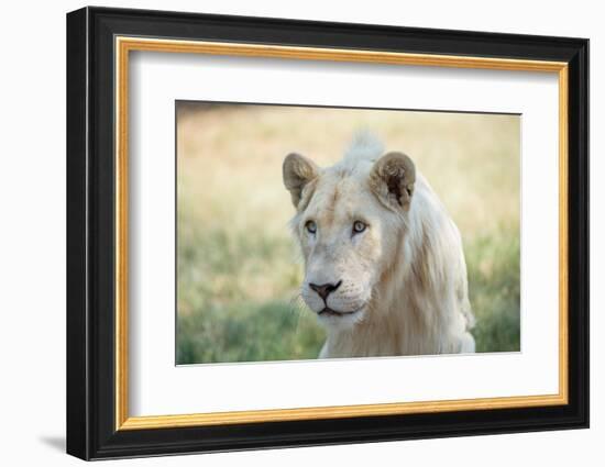 White Lion-mr anderson-Framed Photographic Print