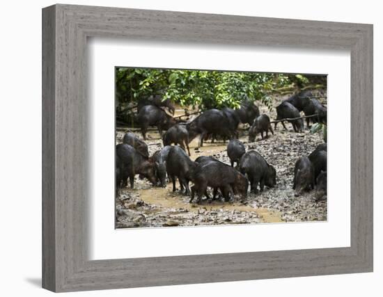 White-Lipped Peccary at Saltlick, Yasuni, Amazon Rainforest, Ecuador-Pete Oxford-Framed Photographic Print