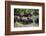 White-Lipped Peccary at Saltlick, Yasuni, Amazon Rainforest, Ecuador-Pete Oxford-Framed Photographic Print