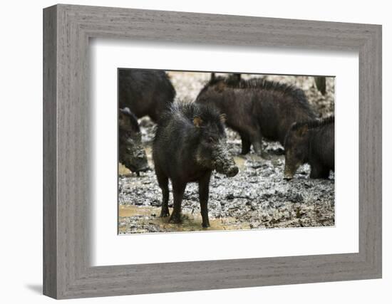 White-Lipped Peccary at Saltlick, Yasuni, Amazon Rainforest, Ecuador-Pete Oxford-Framed Photographic Print