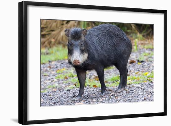 White-Lipped Peccary (Tayassu Pecari), Mato Grosso Do Sul, Brazil, South America-G&M Therin-Weise-Framed Photographic Print