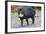 White-Lipped Peccary (Tayassu Pecari), Mato Grosso Do Sul, Brazil, South America-G&M Therin-Weise-Framed Photographic Print