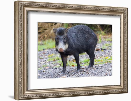 White-Lipped Peccary (Tayassu Pecari), Mato Grosso Do Sul, Brazil, South America-G&M Therin-Weise-Framed Photographic Print